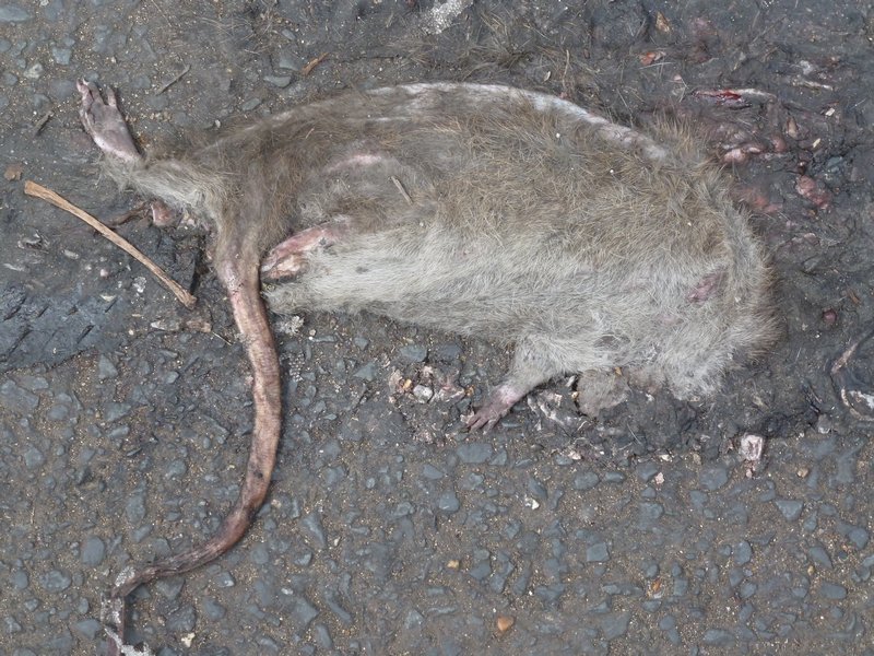 Phnom Penh - One or two rats around, I like them when they are like this