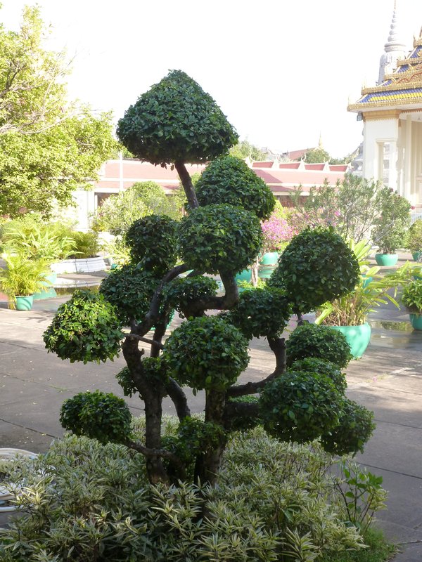 Phnom Penh - Cool tree