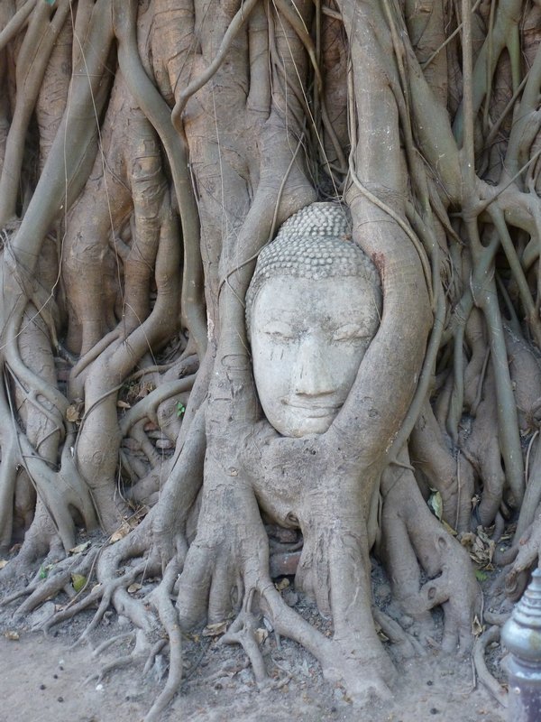 Ayutthaya - Head in the tree