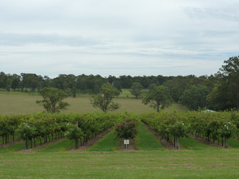 Hunter Valley - So relaxing with a glass in your hand!