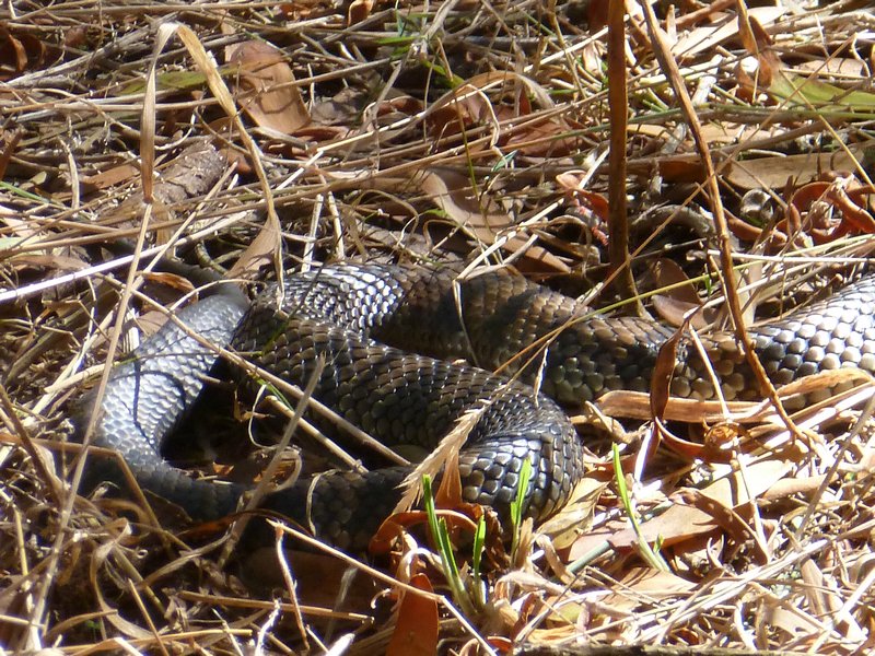 The Grampians - Forest walk and a horrible snake