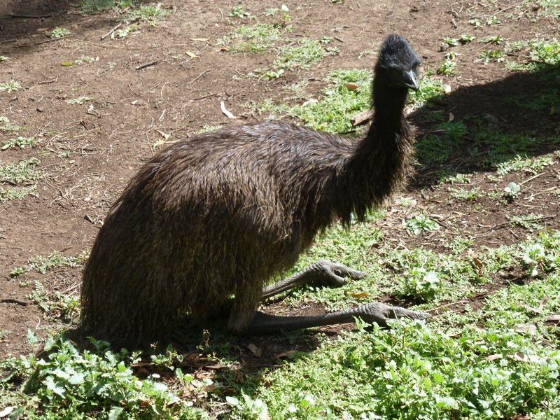 The Grampians - My first sight of an Emu