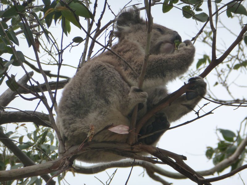 The Great Ocean Road - Another cute Koala