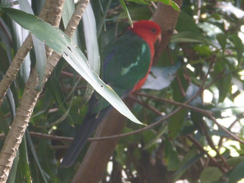 Australia Zoo - Parrot