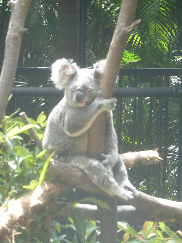 Australia Zoo - Pole dancing Koala