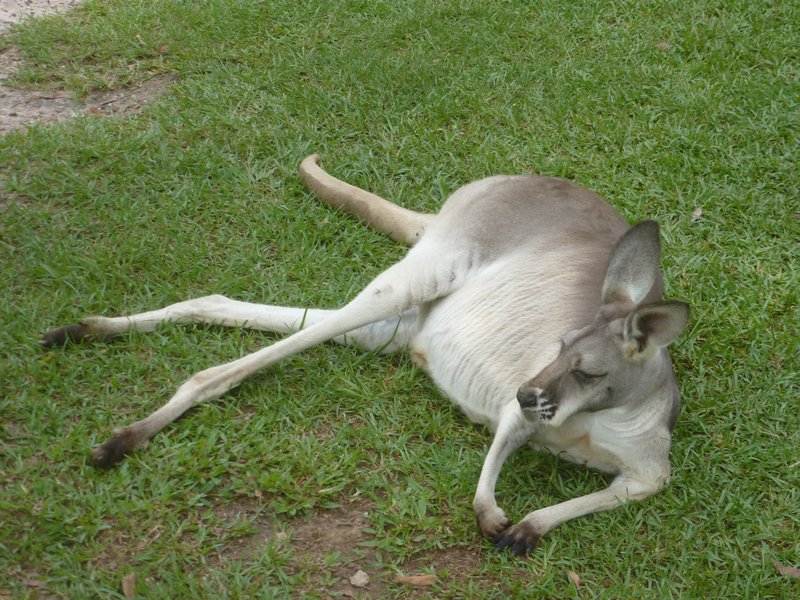 Australia Zoo - Sun bathing Kangaroo