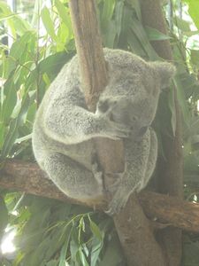 Australia Zoo- Shy koala
