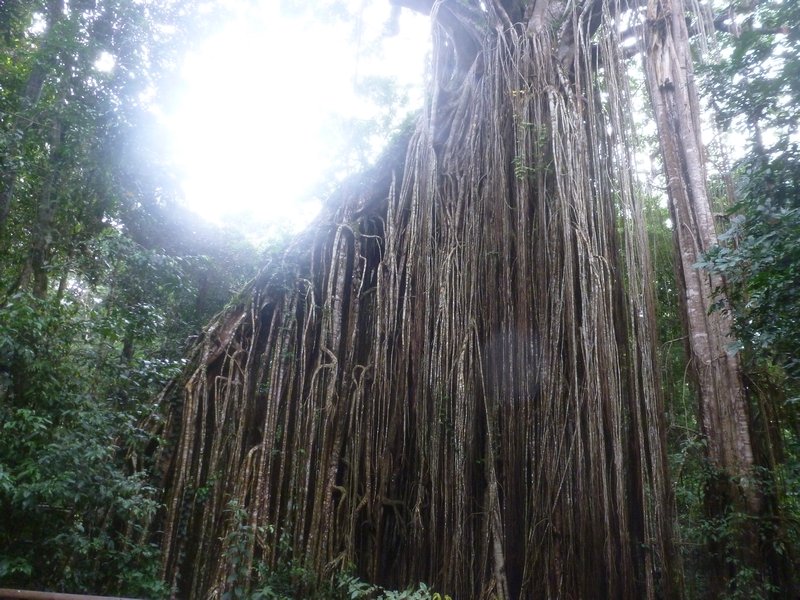 Cape Tribulation - More from the Curtain Fig