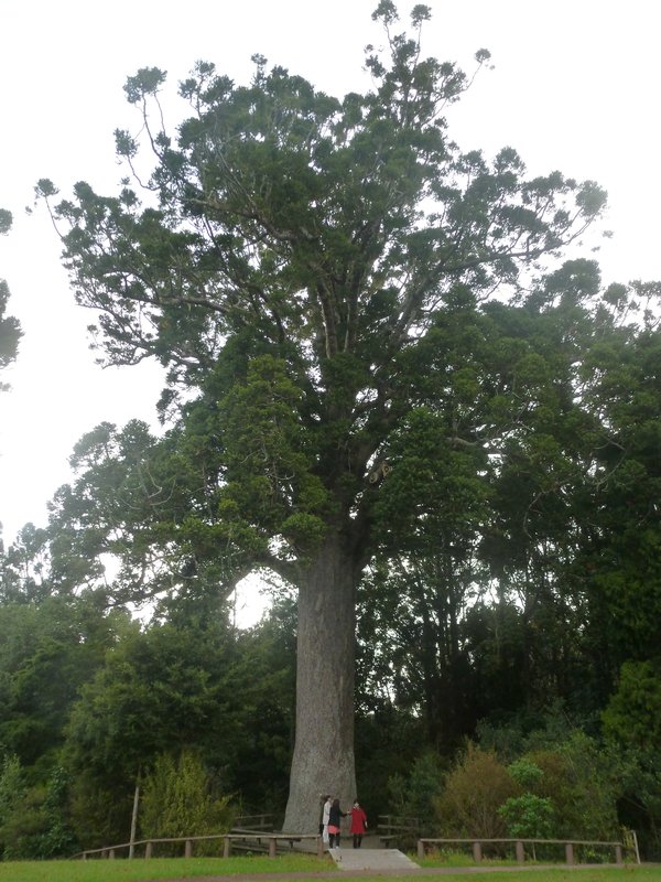 Paihai - Kauri tree