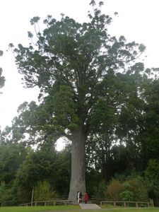 Paihai - Kauri tree