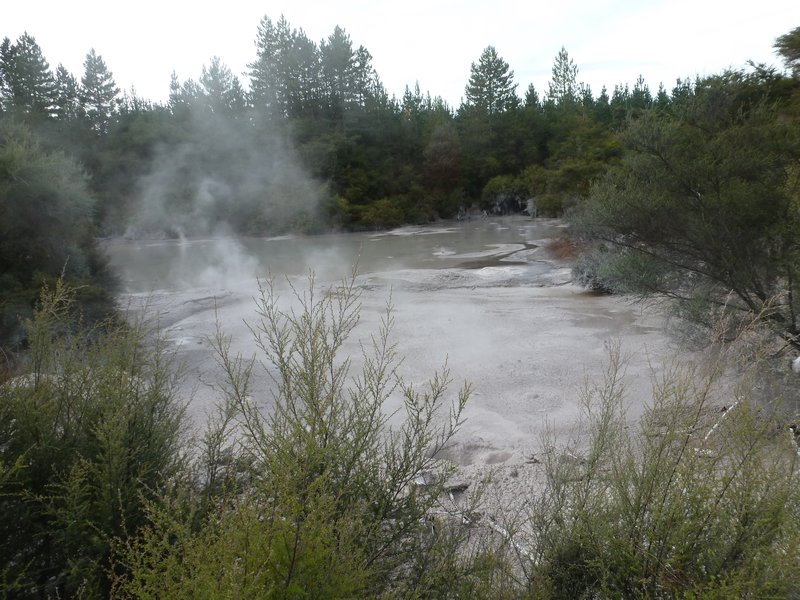 Taupo - Hot mud springs