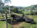 Waitomo Caves - Two cows just taking it easy on my walk