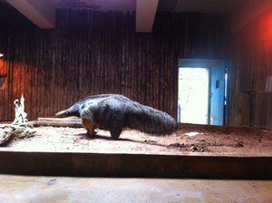 anteater!