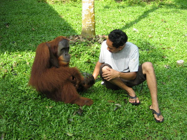 Orangutan!!!