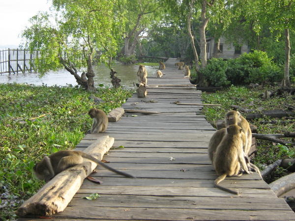 Banjarmasin, monkey island