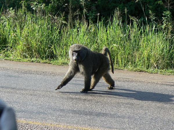 Baboon on the road to Uganda
