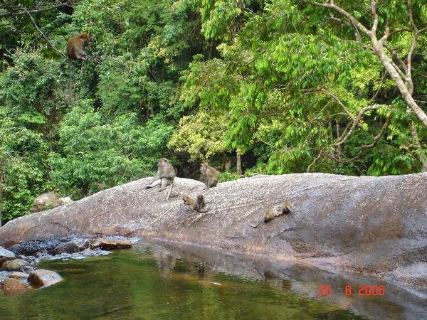 Wild monkeys at the Seven Wells waterfall