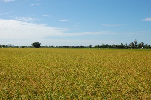 Rice Field