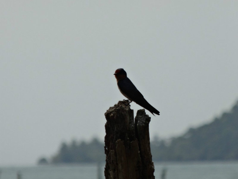 A swallow on holiday