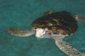 Sea Turtle in Turtle refuge