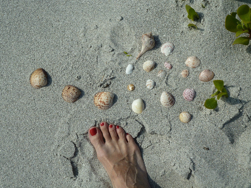 Sanibel Shells & Toes