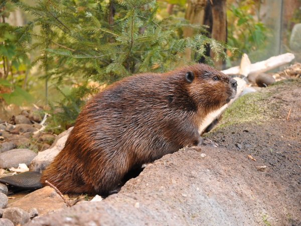 Beaver at Montreal biodome