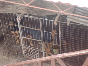 Kumasi Security dogs 