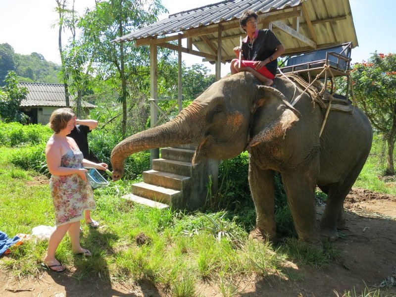 lisa feeding elephant