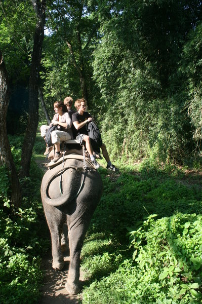 Elefant Safari paa Bambus