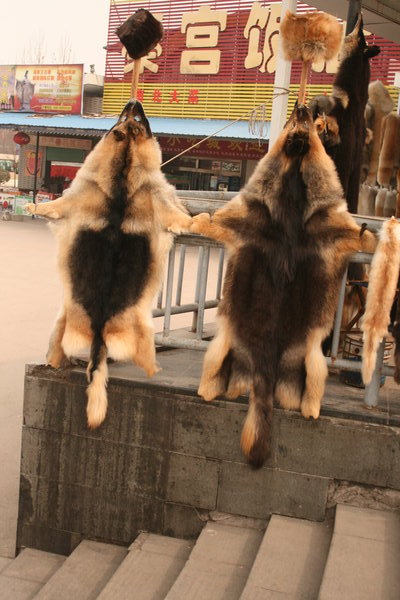 I Kina spiser hunde | Photo