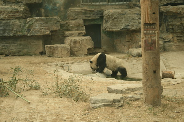 En panda