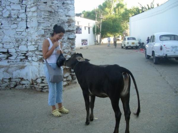 Moria and a cow
