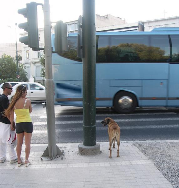 Dog crossing road