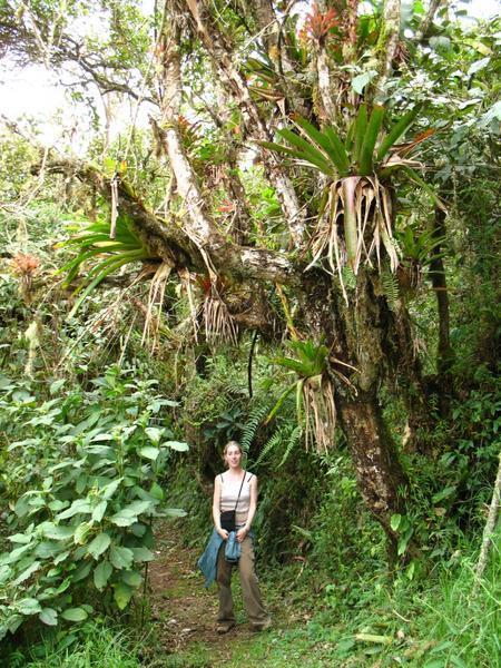 Sayard beneath a tree ecosytem in Yungillas