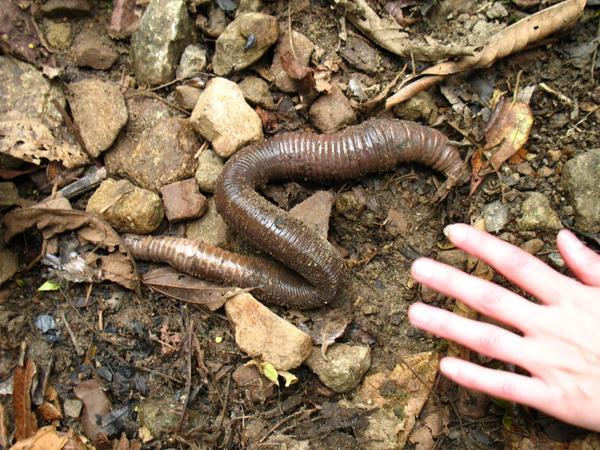 A monster earthworm 