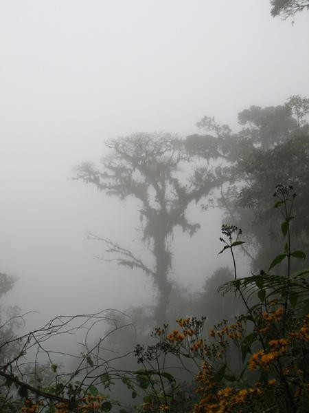 Clouds in the Cloud forest