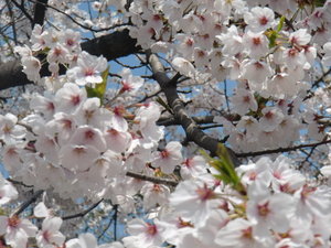 Beautiful Cherry Blossoms