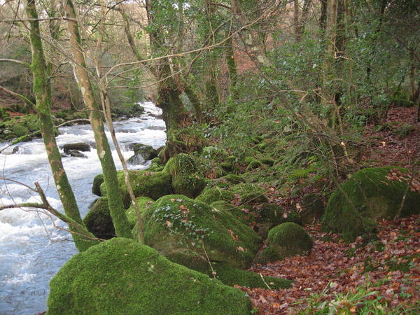Stream and woodland at Dartmoor