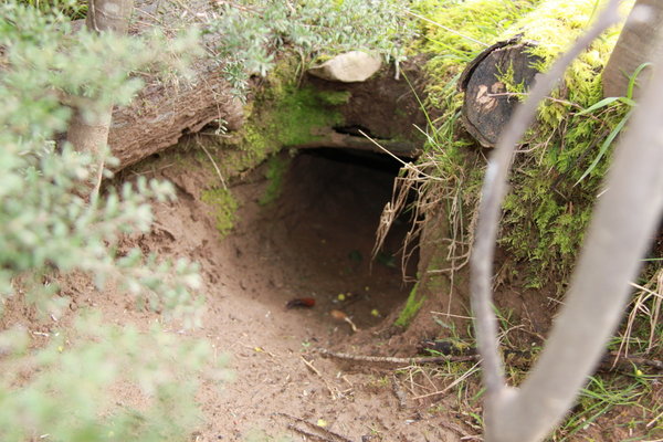 Wombat Hole