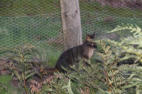 Wallaby in the Chook Yard