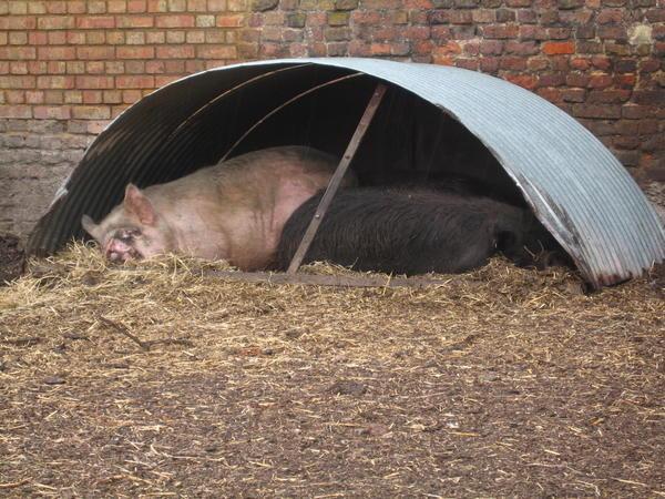Pigs at a Farm in London