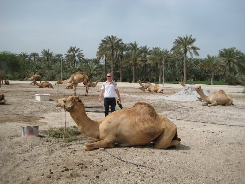 Resting Camel