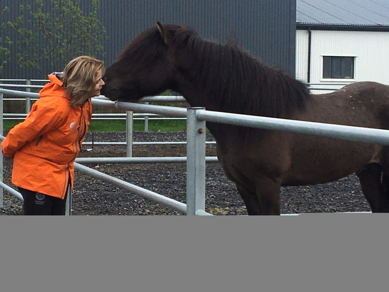 Gertha the Icelandic Horse Whisperer