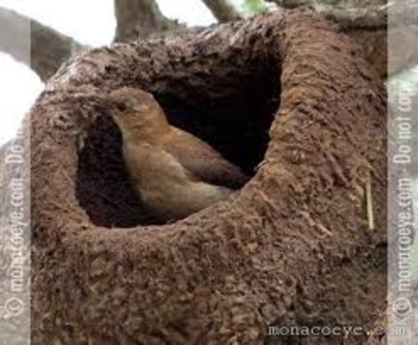 Hornero Nest
