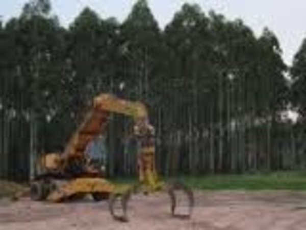 Tree plantation