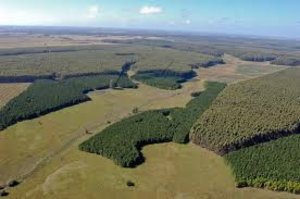 Afforestation projects in Uruguay