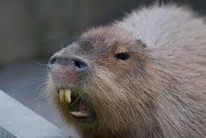 Give us your best smile Capybara!