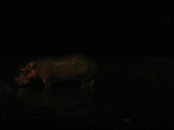 Night safari hippo
