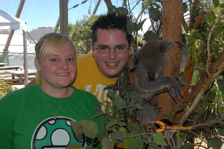 koala photos