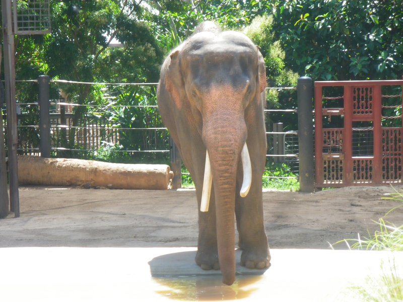 male elephant, he was HUGE but poor thing looked lonely :(